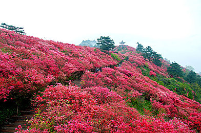 黄色vivo免费：周末极速挑战开启，顶级超跑限时免费获取攻略