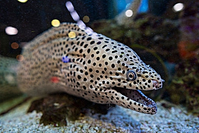 蜜股AV：复古像素赛道，极限视听竞速挑战之旅