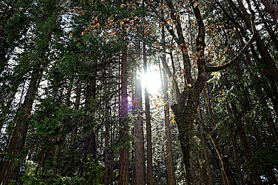 后进圆润大臀：虚拟赛车尾部曲线揭秘，空气动力学如何影响你的过弯稳定性-3