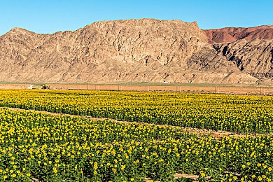 西方艺术本体：驾驭名画驰骋，在极速地平线中重构艺术史画廊