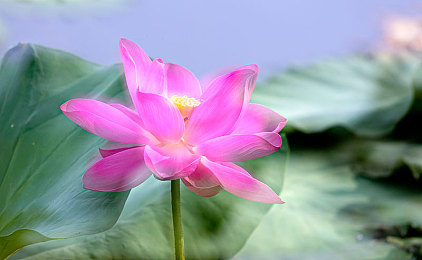 男人桶女人的软件app：极速狂飙新战术引爆热议，氮气桶与调校秘籍成胜负关键-2