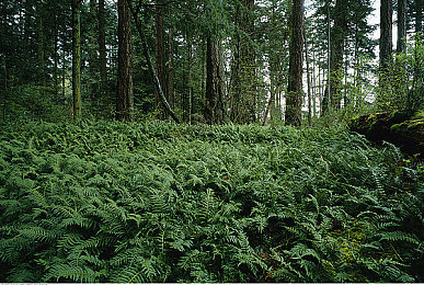 黄3.0.3无限：飙酷车神第三代开放世界竞速，自由改装与无限探索之旅