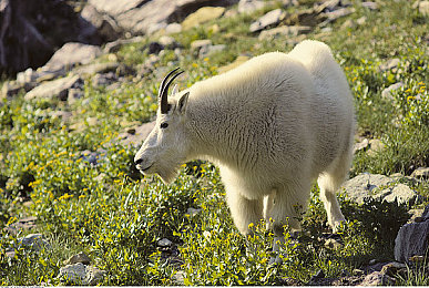 【我和娇妻的性伴侣】：近期硬核赛车模拟新作发布，双车协同系统颠覆传统玩法-2