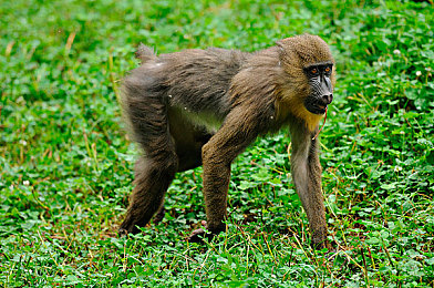 91吃瓜：极速旁观者，赛道学习的静默艺术-2