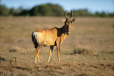 黄色软件OPPO APP 3点0免费下载：极速狂飙3.0版本上线，隐藏黄色跑车获取攻略全解析