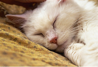 魅影看b站直播有什么好处吗:观看高手直播,掌握极速魅影进阶竞速技巧-2