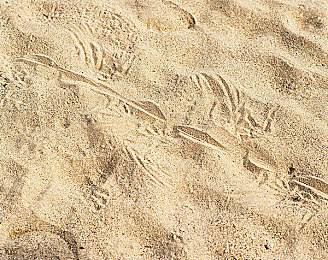 猎奇吃瓜网：墨西哥画卷上的速度诗篇，轮胎与文化的狂想曲-3