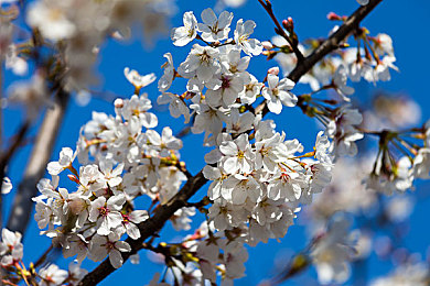 十大禁用app：公平竞技登顶秘籍，专业赛道攻略全解析-2