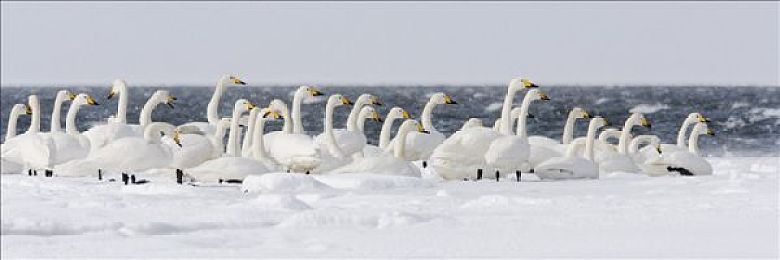 男女交配软件：《狂飙匹配：赛道情缘》今日上线，双人合体技引爆竞速社交新潮流-2