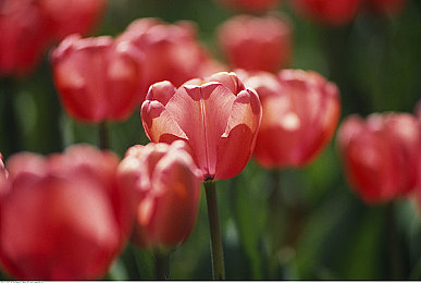 日美一区二区：极速分野，东方禅意与西部狂野的驾驶哲学融合-2