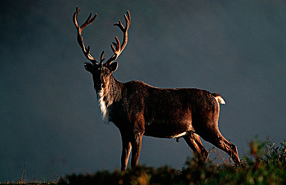爱情岛论坛成人av：极速驰骋虚拟岛屿，体验竞速传说与社交抉择-3
