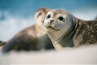 娇妻被朋友第一次3p：极速羁绊，三重协奏的虚拟竞速艺术-2