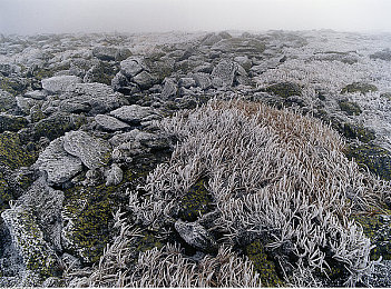 香蕉 插入桃子：蜜桃峡谷的漂移艺术，水果赛车的终极操控盛宴-1