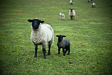 五月天婷婷丁香五月：疾驰于虚拟花海，墨西哥的竞速诗篇
