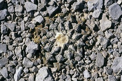 无尽 可爱 动漫 得到:绘梦之旅,萌系座驾与幻想竞速的绮丽巡游-3