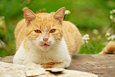 国产精品乱伦:血脉暗涌,权谋交织的家族史诗篇章-3