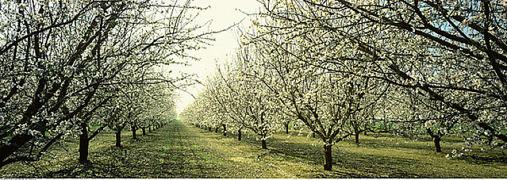 五月婷婷花：引擎低语时，墨西哥的野草与数字花瓣一同摇曳-1