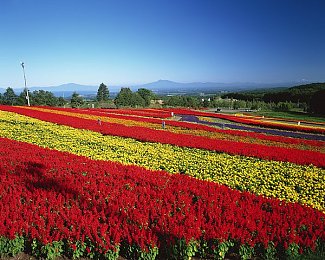 亚洲区123：征服东方赛道，掌握山道雨林都市三重竞速秘籍-2