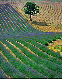 黄色软件破解3.03：驾驭传奇赛车，征服极速狂飙的终极调校奥秘-2