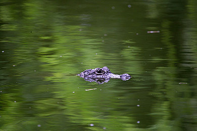 A片AV:光子引擎重塑竞速体验,未来赛车游戏实现视觉与物理双重突破-4
