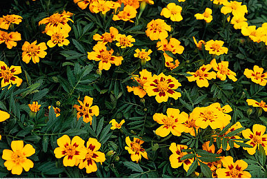 黄台窗口页面：极限竞速地平线5视角调校全攻略，提升操控决胜墨西哥赛道-2