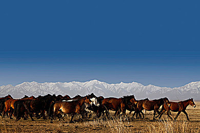 巨茎扶她欧美3D动漫：极速幻境次元狂飙，自定义赛车穿梭多元宇宙竞速-3