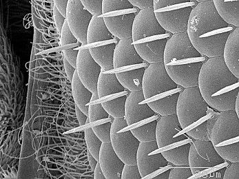 中国年轻妓女BBw：霓虹蝶影，刹车与轮毂间的自由诗篇