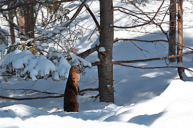 免费10000个实名认证身份证号是真的吗：实名迷雾下的账号危机，守护虚拟世界的真实身份