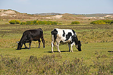 网站你应该明白我的意思吧：开放世界竞速革命，自由探索与速度激情的终极融合-3