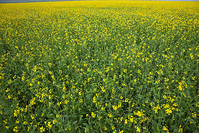 国产成人黄色：龙港夜色，霓虹轨迹中的出租车狂想曲-2