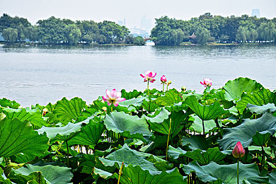 色先生tv：霓虹幻影，极速直播间的色彩竞演