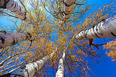 网站你董我的意思：墨西哥狂想曲，在无垠地平线上奏响引擎与自由的交响诗