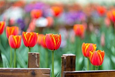 18禁用：规则铸就的极速，束缚中诞生的自由之路-4