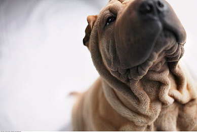 我色综合：极限竞速地平线5，用色彩定制你的专属赛车艺术-5