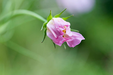 福建导航app官方下载入口：极速寻路王攻略，征服八闽赛道成为导航车神-2