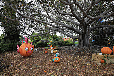 vivo黄色软件免费下载：极限竞速地平线移动版上线，开放世界竞速新体验