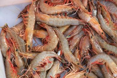 黄色APP下载3.0.3每天无限下载免费：极限竞速街头狂飙，无限改装豪车体验竞速快感