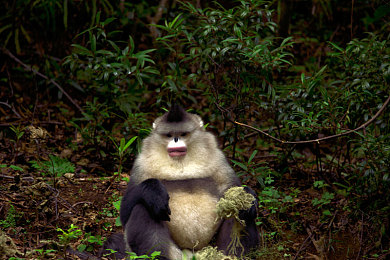 女人与公猪：废土狂飙今日上线，人性与兽性在末日方向盘上对决-3