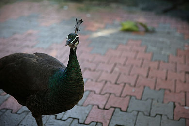 体育生被操：极限驾驭，校园赛道上的速度与激情物语