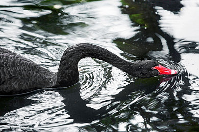 日本BDSM：硬核驾驶新浪潮，拟真竞速游戏如何征服玩家的痛与快感