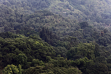 五月婷婷丁香花:风驰春径,紫雾赛道幻境之旅-2
