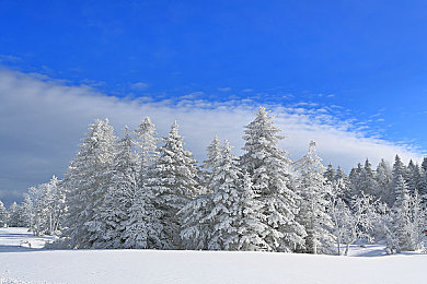 黄色软件网站下载3.0.3免费oppo版大全装扮魅影:极速定制,幻影座驾的机械美学与赛道艺术-2