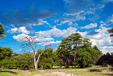 下载3.0.3每天无限免费大全oppo：极限竞速地平线移动版,开放世界驾驶盛宴,专业攻略助你狂飙