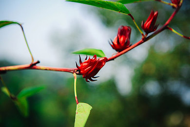 亚洲综合亚洲：极限竞速地平线5推出东方主题赛事，玩家可驾驶亚洲车款驰骋多元文化赛道-2