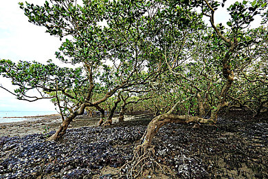 妈妈和儿子一起拔萝卜黄：温馨田园新作，双人协作开启农场治愈之旅