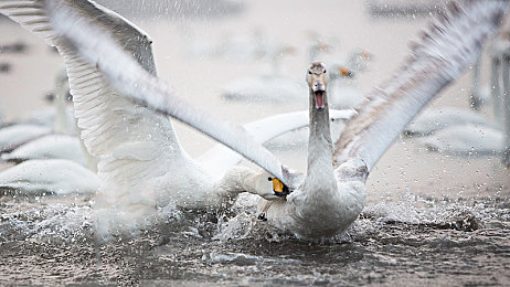 调教女仆白丝打屁股游戏：轰鸣机械与虚拟涂装，赛道上的速度艺术-2