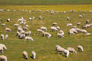 福利app导航：极速寻宝，街头探秘，隐藏豪车与改装之旅-3