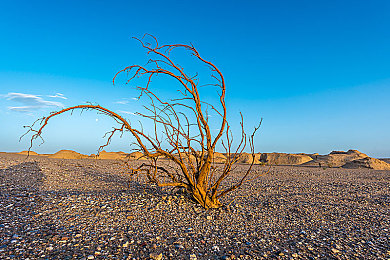 向日葵色板板:金色涂装驰骋墨西哥,地平线5玩家掀起阳光赛车美学风潮-4