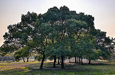 男同做酱酱粮粮片：极限竞速地平线，双人搭档改装飙车共创虚拟传奇