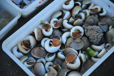 黄色软件app下载3.0.3免费vivooppo版：街头竞速新纪元，真实驾驶与深度改装点燃移动竞速激情-3